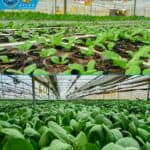 Tim Vokasional Lakukan Studi Lapangan ke Batamindo Green Farm